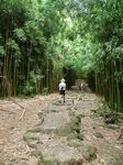Pipiai Trail - Bamboo Forest
